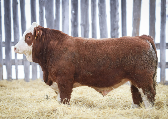 bull